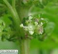 dwarf nettle، small nettle، dog nettle، burning nettle